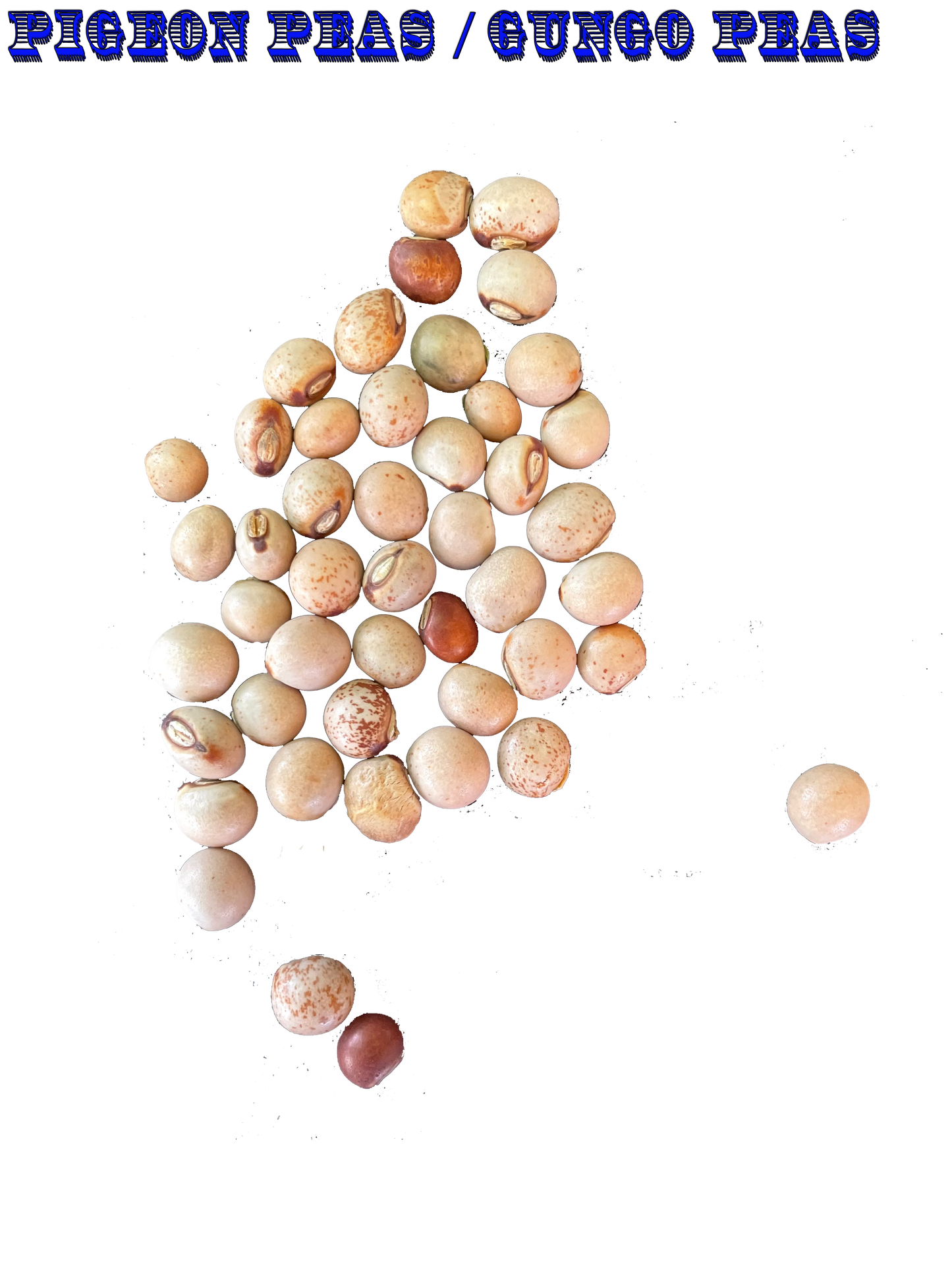 Ripkitty Pigeon Peas (Gungo) Cajanus Cajan-0